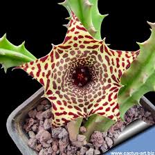 Image result for Huernia levyi