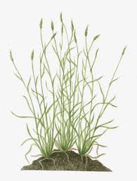 Image result for Anthoxanthum