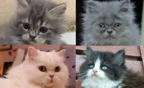 Hal ini menyebabkan banyak orang ingin memelihara kucing ini. Jenis Kucing Persia Flatnose Harga Dan Cara Merawat Kucingklik Com