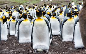 How big is the macaroni penguin? Earth S Largest King Penguin Colony Has Declined By 90 Percent Earth Com