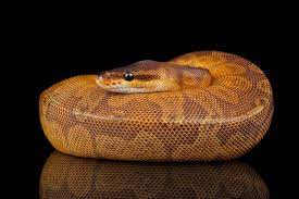 Hello Sunset The Sunset Ball Python Is One Of The Most Beautiful Animals In The World Thanks To Bhbreptiles Co Ball Python Burmese Python Ball Python Morphs