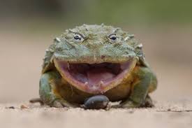 17 Desert Animals And Their Amazing Adaptations