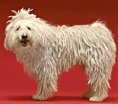 Komondor Distinctive Dog That Requrires Regular Grooming