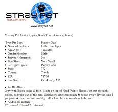 Missing Pygmy Goat Austin Pygmy Goat Travis County Small Pets