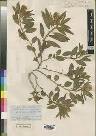 Image result for Crotalaria anthyllopsis