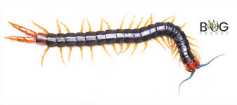 Image result for Centemopsis