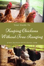 Keeping Chickens Without Free Ranging Keeping Chickens Chicken Barn Chickens