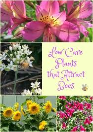 How to bring bees to your garden. Here Are 8 Very Low Care Plants That Have Beautiful Bee Attracting Flowers Not Only Will Their Blooms Bring Color To Your Garden They Wil Gardening Bee A