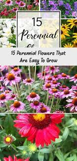 Some of these plants grow in mounted clusters while others are often used as groundcovers. 15 Of The Best Perennial Flowers Easy To Care For Perennial Flowers For Your Ga Best Perennials Flowers Perennials Perennials