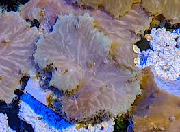 Image result for Scleria sobolifer
