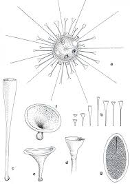 Image result for Raphidiocystis