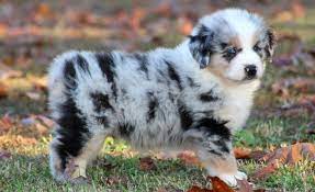 The mini australian shepherd offers the best qualities of the australian shepherd in a smaller package. Australian Shepherd Puppies Near Me Change Comin