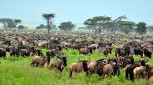 Selous Game Reserve - 3D/2N gallery 2