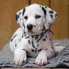 Image result for dalmatin