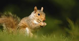 Instead, they use a number of other techniques to help them survive the cold. Do Squirrels Hibernate