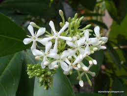 Botanical Names Fragrant Ixora Fragrant Flowers Plants Perennial Shrubs