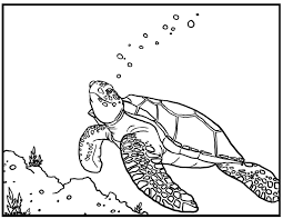 Sea animals featured in these sets incude coral reef fishes, jellyfish, starfish, seahorse, crab, octopus, dolphins, sharks, whales, orca, and sea turtles. Free Printable Turtle Coloring Pages For Kids