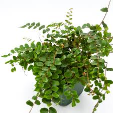 Image result for Pellaea dura