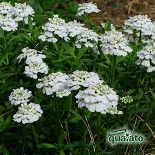Fra le specie botaniche a portamento arboreo più adatte a rallegrare il vostro giardino invernale possiamo annoverare fra le altre: Balconi Fioriti In Inverno Ecco Le Varieta Piu Belle Floricoltura Quaiato