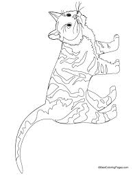 Cat Coloring Pages Cat Coloring Page Cat Coloring Page Animal Coloring Pages Coloring Pages