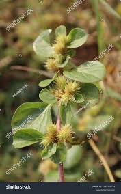 Image result for Alternanthera pungens