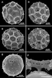 Image result for Vernonia centaureoides