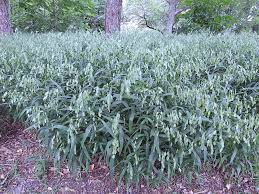Image result for Chasmanthium latifolium