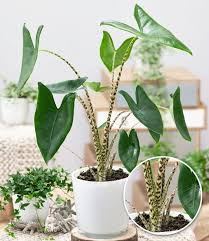 Alocasia Zebrina 1a Zimmerpflanzen Kaufen Baldur Garten In 2020 Pflanzen Zimmerpflanzen Indoor Pflanzen Dekor
