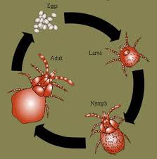 This will stop chigger bites from itching instantly. Chigger Chigger Scratch Scratch A Little Scratch Can Go A Long Ways Kids Environment Kids Health National Institute Of Environmental Health Sciences