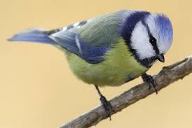 Wintervogel In Diesem Jahr Zugfaul Nabu Nrw
