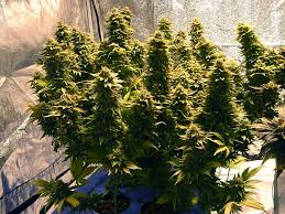 How To Grow Small Cannabis Plants In Tiny Spaces Grow Weed Easy