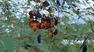 Image result for Sesbania sericea