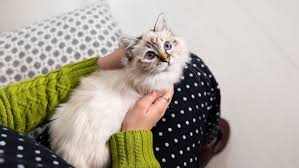 Check spelling or type a new query. 10 Most Beautiful Cat Breeds With Blue Eyes Purina