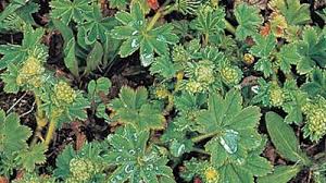 Image result for Alchemilla kiwuensis