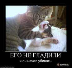 ЕГО НЕ ГЛАДИЛИ и он начал убивать «• spynet.ru / котэ (прикольные картинки  с кошками) / смешные картинки и другие приколы: комиксы, гиф анимация,  видео, лучший интеллектуальный юмор.