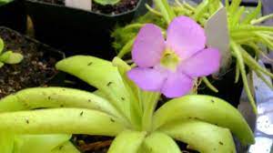 Carnivorous Plant Update Beautiful Butterwort Blooms How To Grow A Carnivorous Pinguicula Plant Youtube Carnivorous Plants Carnivorous Plants