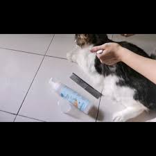 Bulu kucing memiliki fungsi yang cukup penting. Grooming Kucing Wow Hebatnya Secret Weapon Ni Bulu