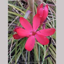 Image result for Hesperantha