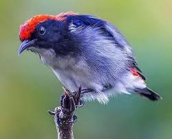 Check spelling or type a new query. Download File Suara Burung Cabai Jawa Pikat Mp3