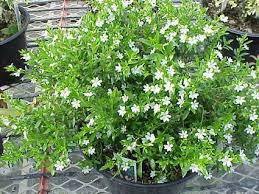 Serissa foetida (also called s. Serissa Foetida Flora Plena Glasshouse Works