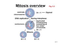 Maybe you would like to learn more about one of these? Chapter 5 Cell Division Ppt Download