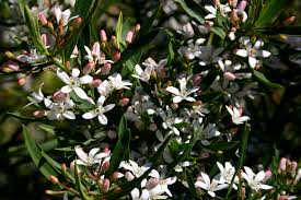 Maybe you would like to learn more about one of these? Attracting Butterflies To Your Garden Native Plant And Revegetation Specialists