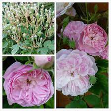 The laure was misapplied at a later date. Rosa Laure Davoust Rose Laure Davoust In Gardentags Plant Encyclopedia