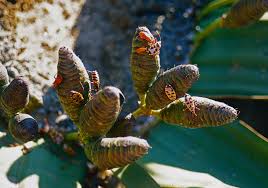 Image result for Chlorophytum calyptrocarpum