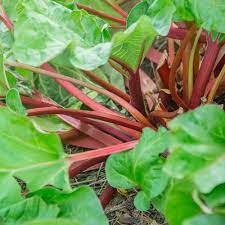 Rhubarb plants are for sale online in the uk via our webshop. Rhubarb Plants For Sale Buy Rhubarb Crowns Gurney S