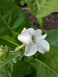 Image result for Nicolasia coronata