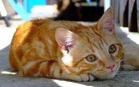 photo de chat tabby roux commun kedi