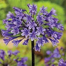 Agapanthus Senna Aka Lily Of The Nile White Lavender And Blue Flowers Nature Flower Names Planting Flowers
