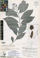 Image result for Ardisiandra sibthorpioides
