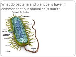 Plasmids are small circular sections of dna which bacteria cells have in their cytoplasm in addition to their large circular chromosome. Why Are Bacteria Most Successful Ppt Download